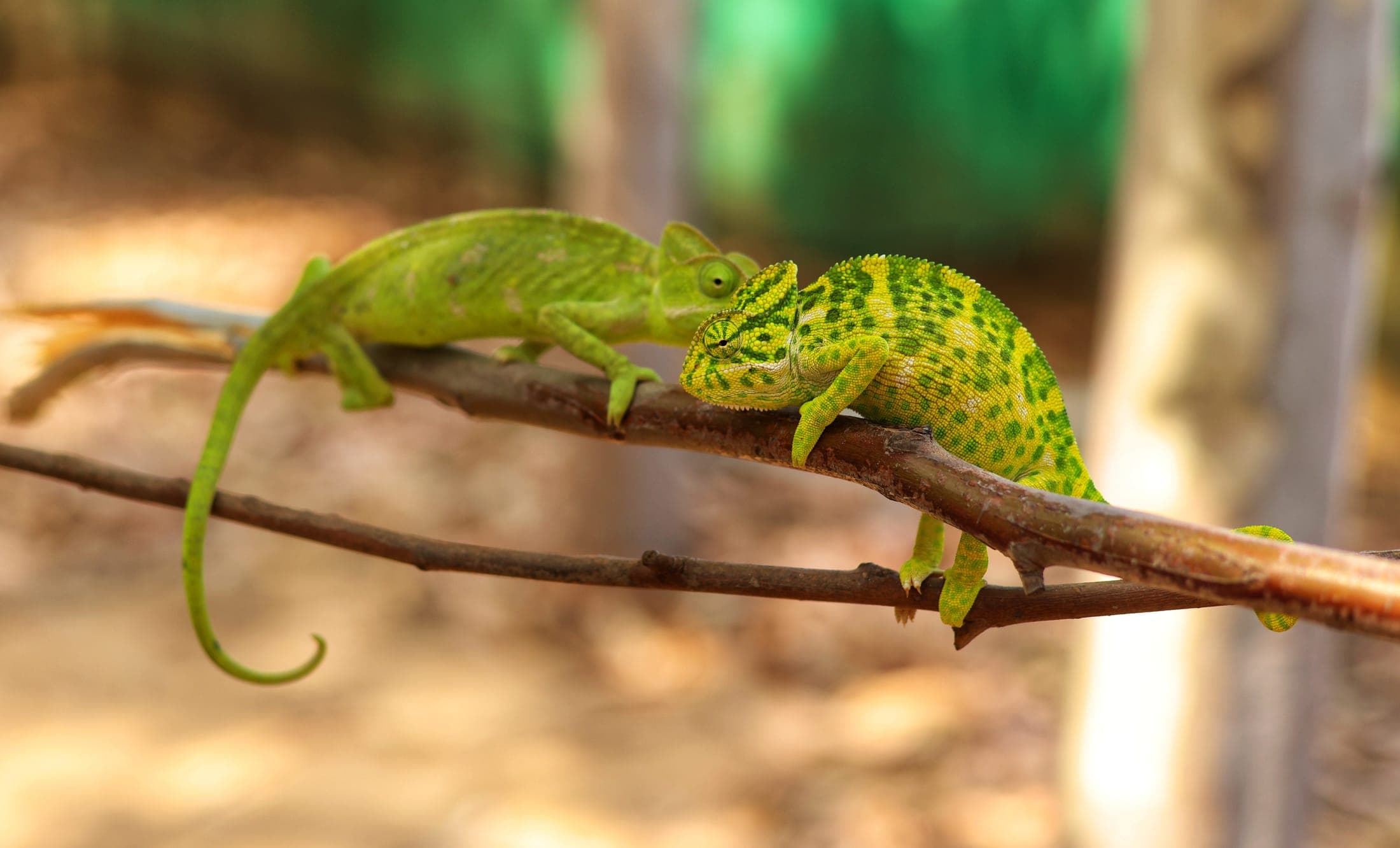 Chameleon