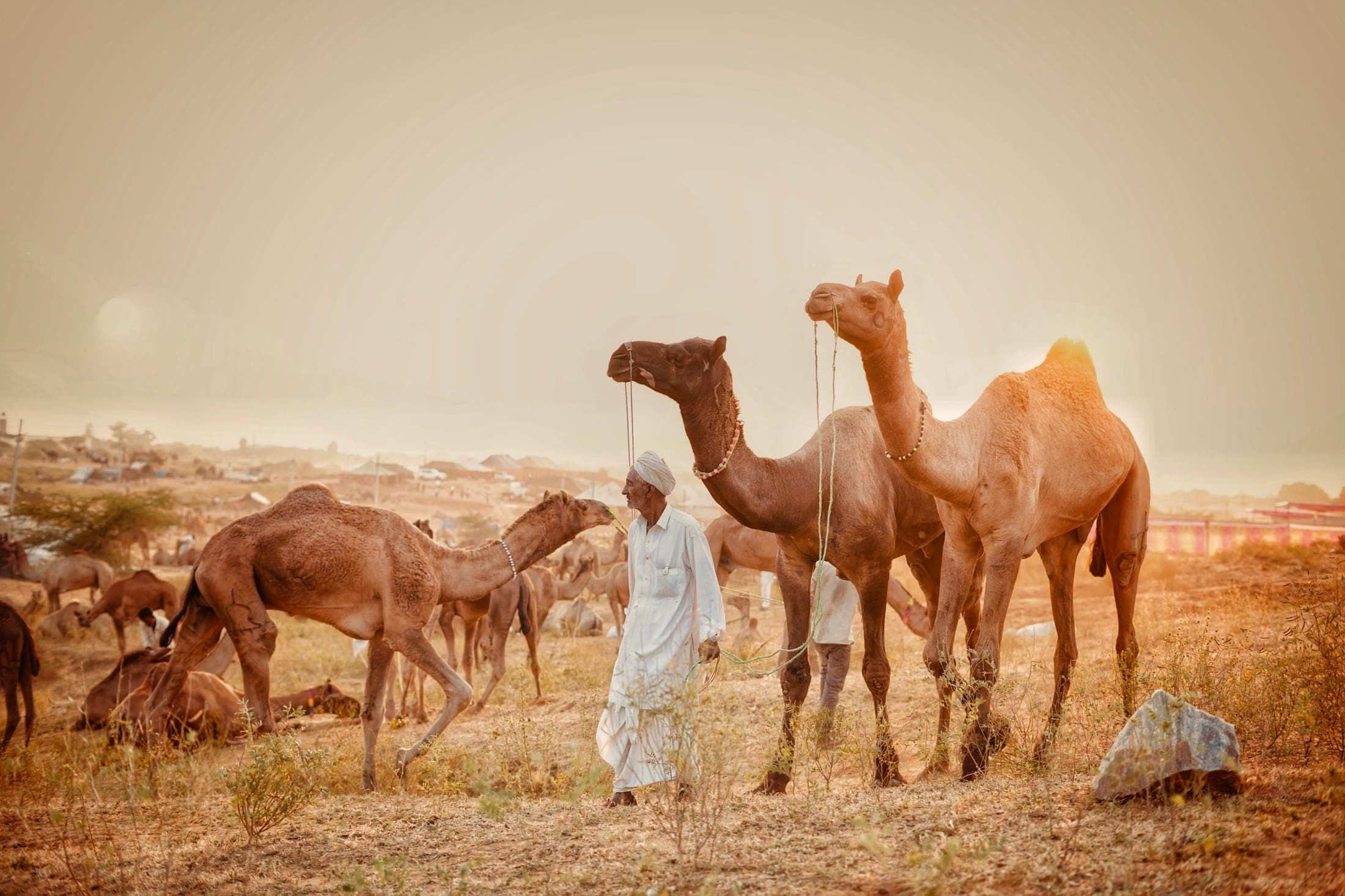 Herders at the fair ground