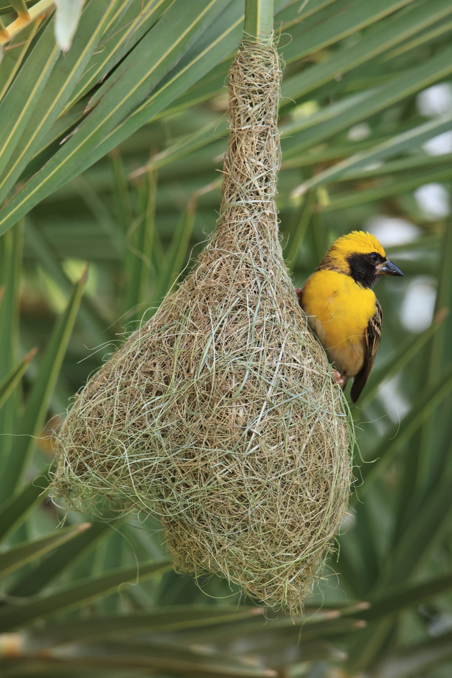 Baya weaver at the nest
