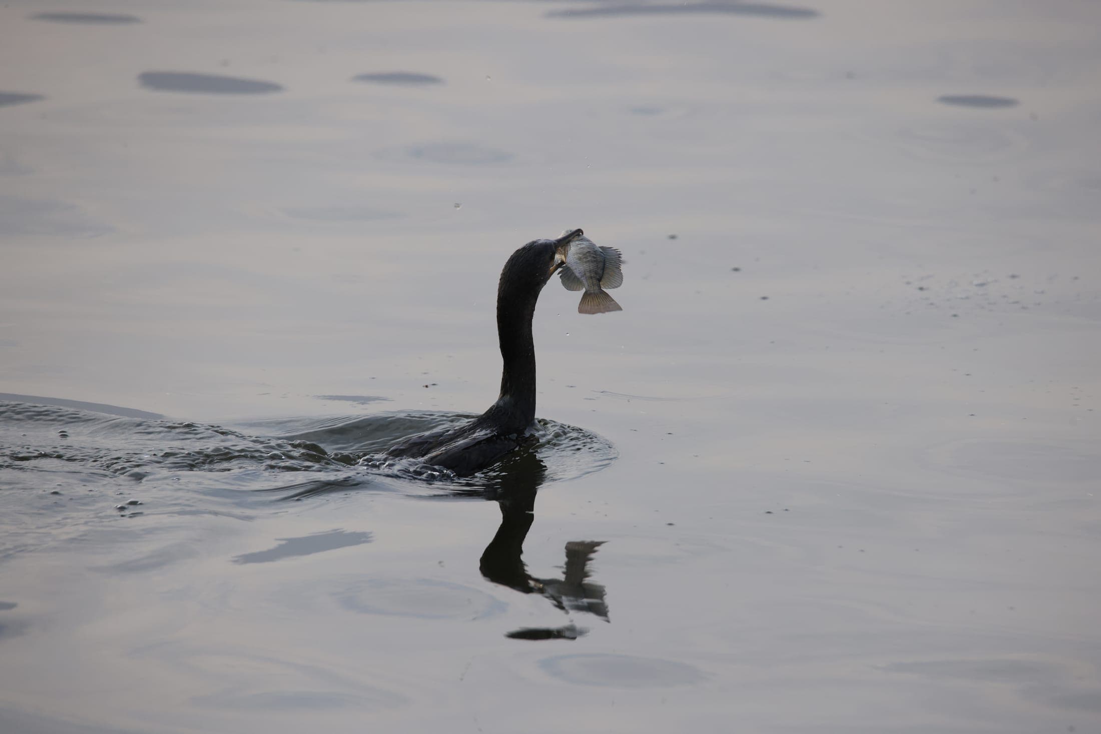 Cormorant with a fish